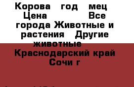 Корова 1 год 4 мец › Цена ­ 27 000 - Все города Животные и растения » Другие животные   . Краснодарский край,Сочи г.